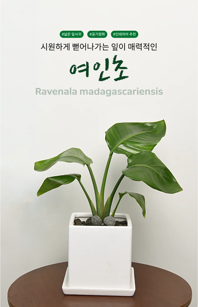 생활/건강 > 원예/식물